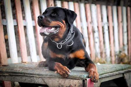 pitomnik-alfa-profy-rotveiler-kupit-shchenka-nrdorogo