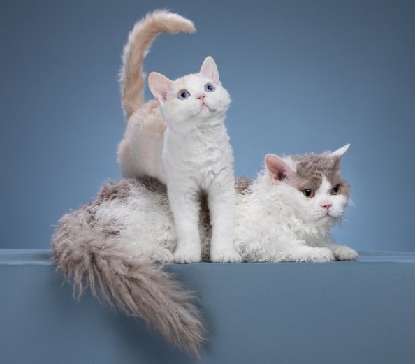 pitomnik-allada-cat-selkirk-rex-kupit-kotenka