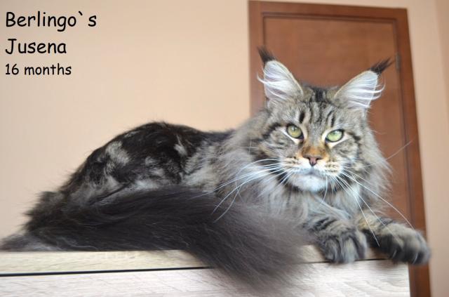 pitomnik-berlingos-main-coon-gde-kupit-kotenka