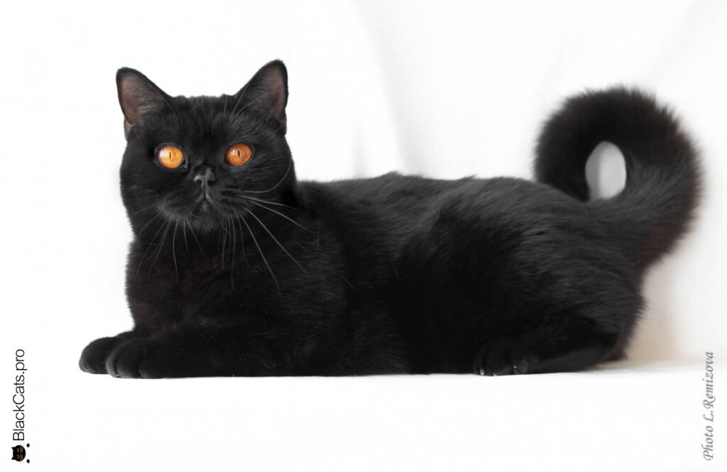 pitomnik-blackcats-britanskaja-koshka-gde-kupit-kotenka