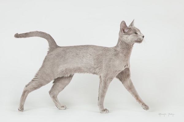 pitomnik-blue-mystery-russkaya-golubaya-koshka-kupit-kotenka