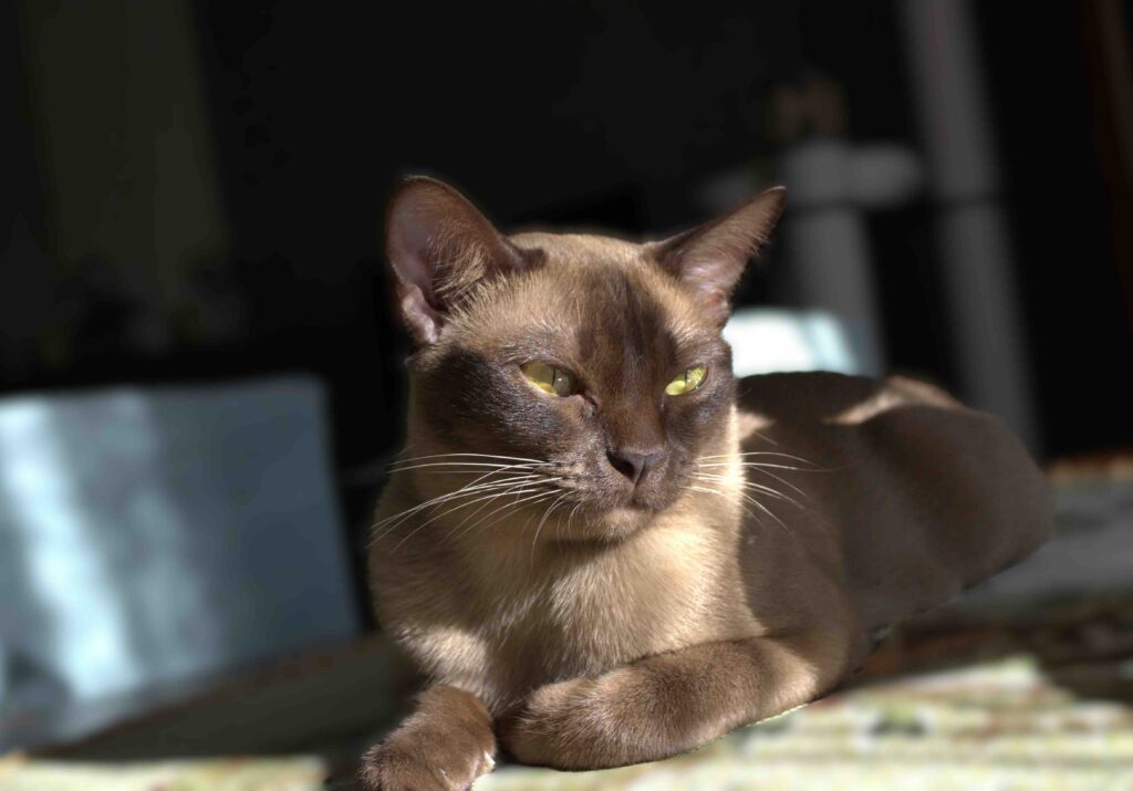 pitomnik-burmanskaya-koshka-prodazha-kotenka