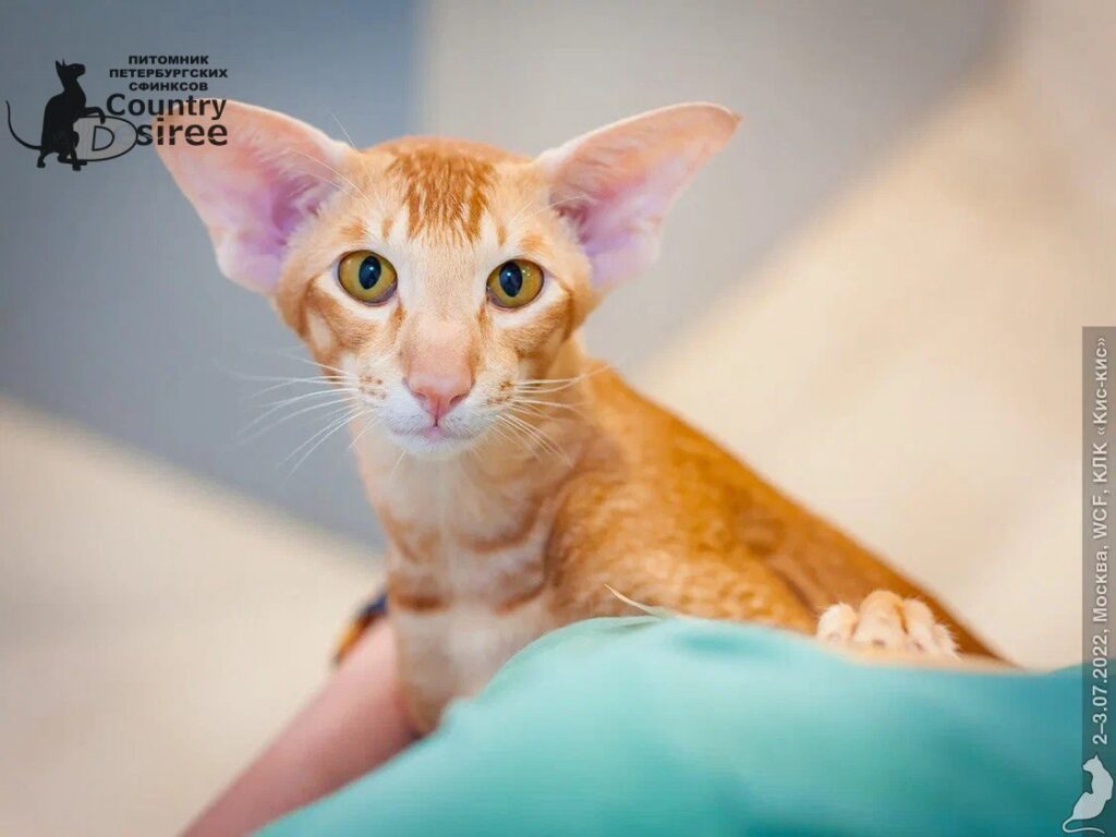 pitomnik-country-desire-peterbold-kupit-kotenka-nedorogo