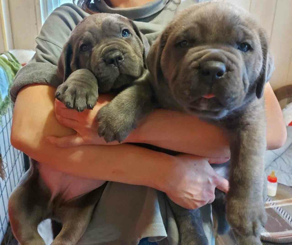 pitomnik-fernflower-cane-corso-gde-kupit-shchenka