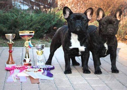 pitomnik-frantsuzskiy-buldog-prodazha-shchenka