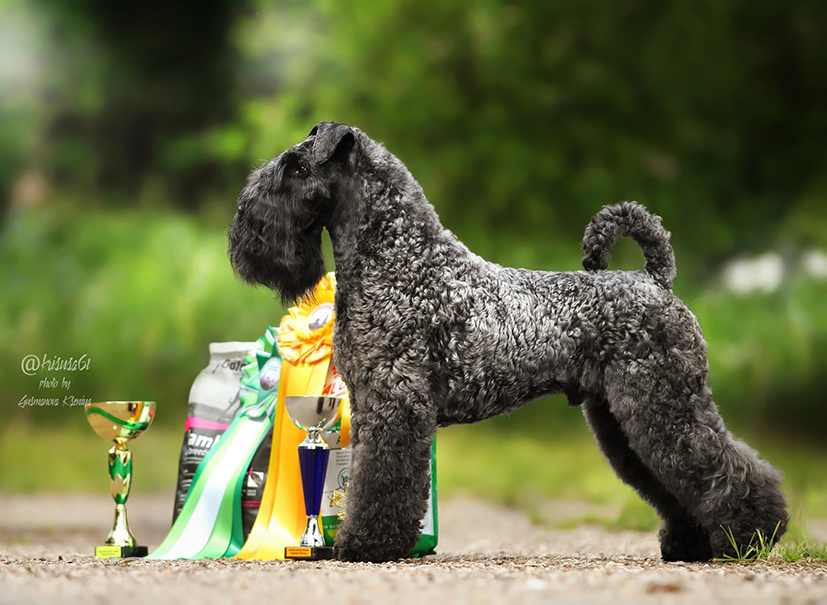 pitomnik-gellent-hof-kerri-blu-terer-kupit-sobaku