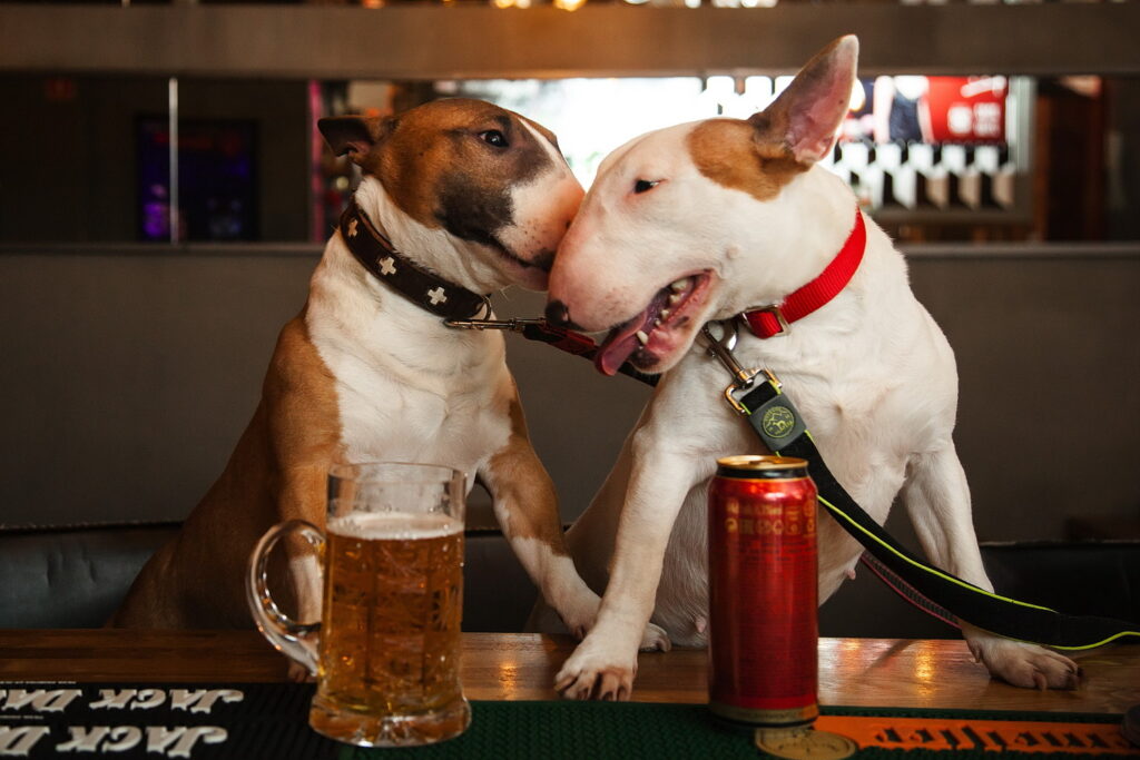 pitomnik-irgen-gold-mini-bulterier-kupit-shchenka-nedorogo