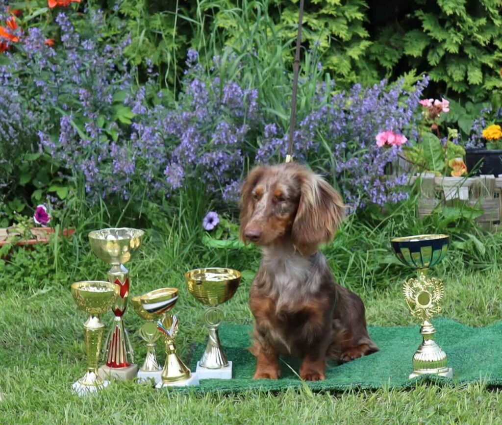 pitomnik-iz-strani-grez-taksa-prodazha-shchenka