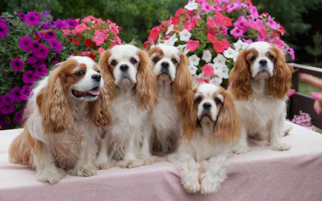 pitomnik-kavaler-king-charlz-spaniel-kupit-shchenka-iz-pitomnika
