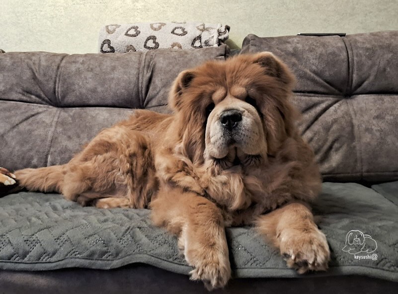 pitomnik-kjavanli-chau-chau-kupit-shchenka-nedorogo