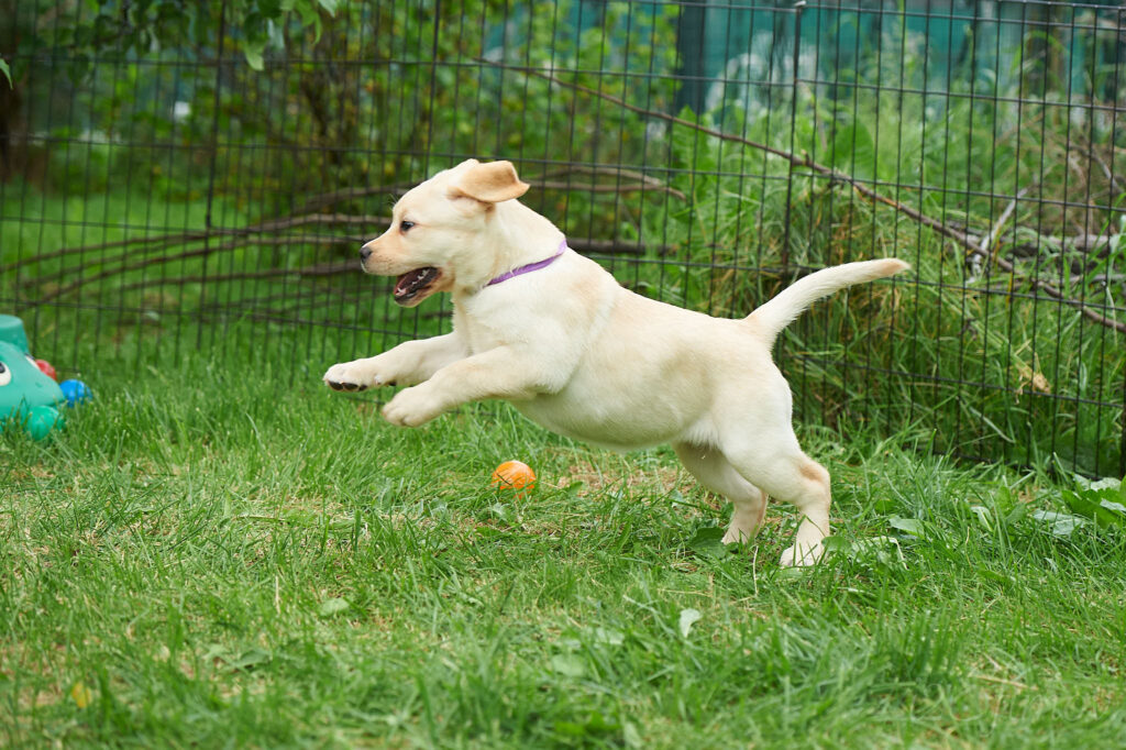 pitomnik-labrador-retriver-gde-kupit-shchenka