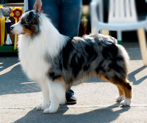 pitomnik-marrandi-aussi-kupit-shchenka