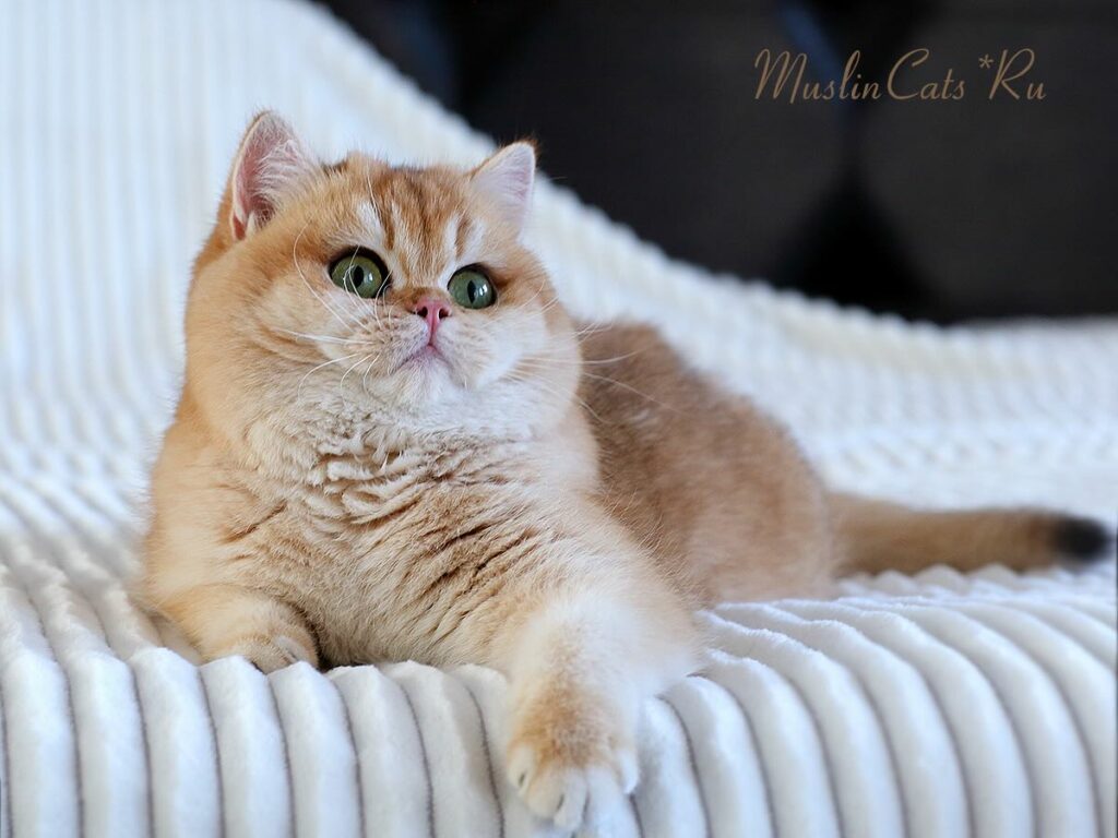 pitomnik-maslin-cats-britanskaya-shinshilla-kupit-kotenka-nrdorogo