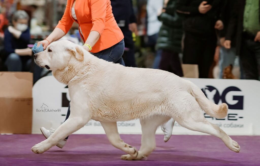 pitomnik-motley-house-ispanskii-mastif-kupit-shchenka