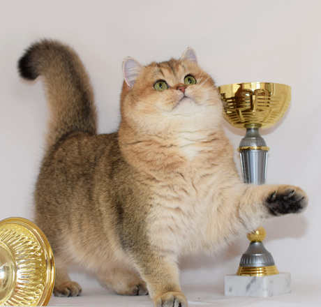 pitomnik-princely-gift-britanskaja-koshka-kupit-kotenka-porodistogo