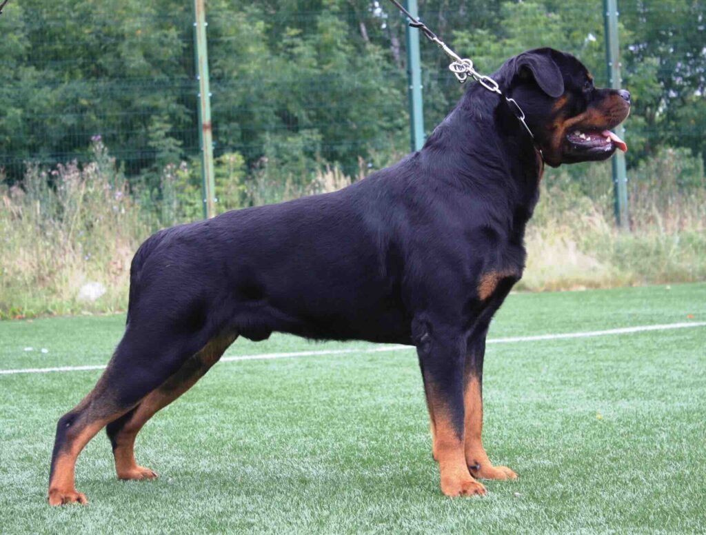 pitomnik-russen-rottenschild-rotveiler-gde-kupit-shchenka