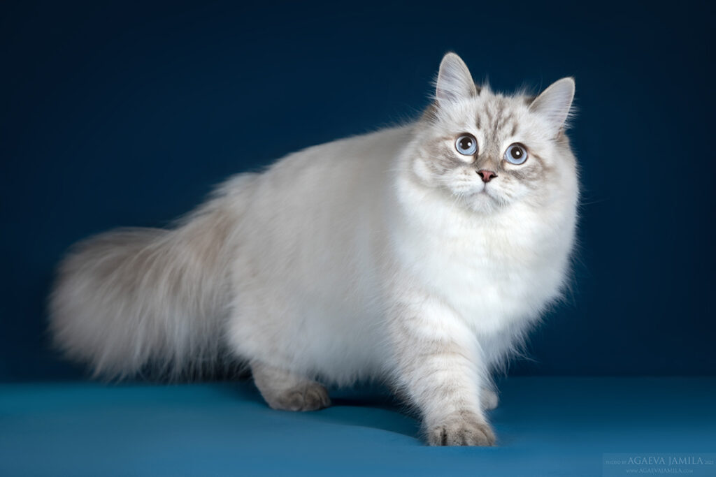 pitomnik-sibirskaya-koshka-kupit-koshku