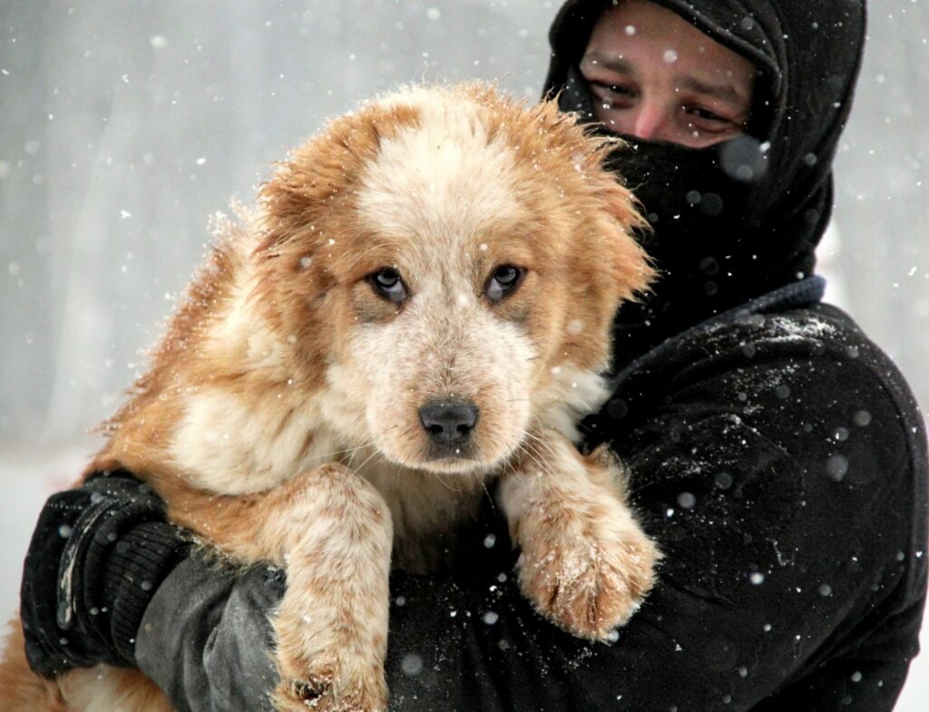 pitomnik-sobak-aladzha-gde-kupit-shchenka-alabaja
