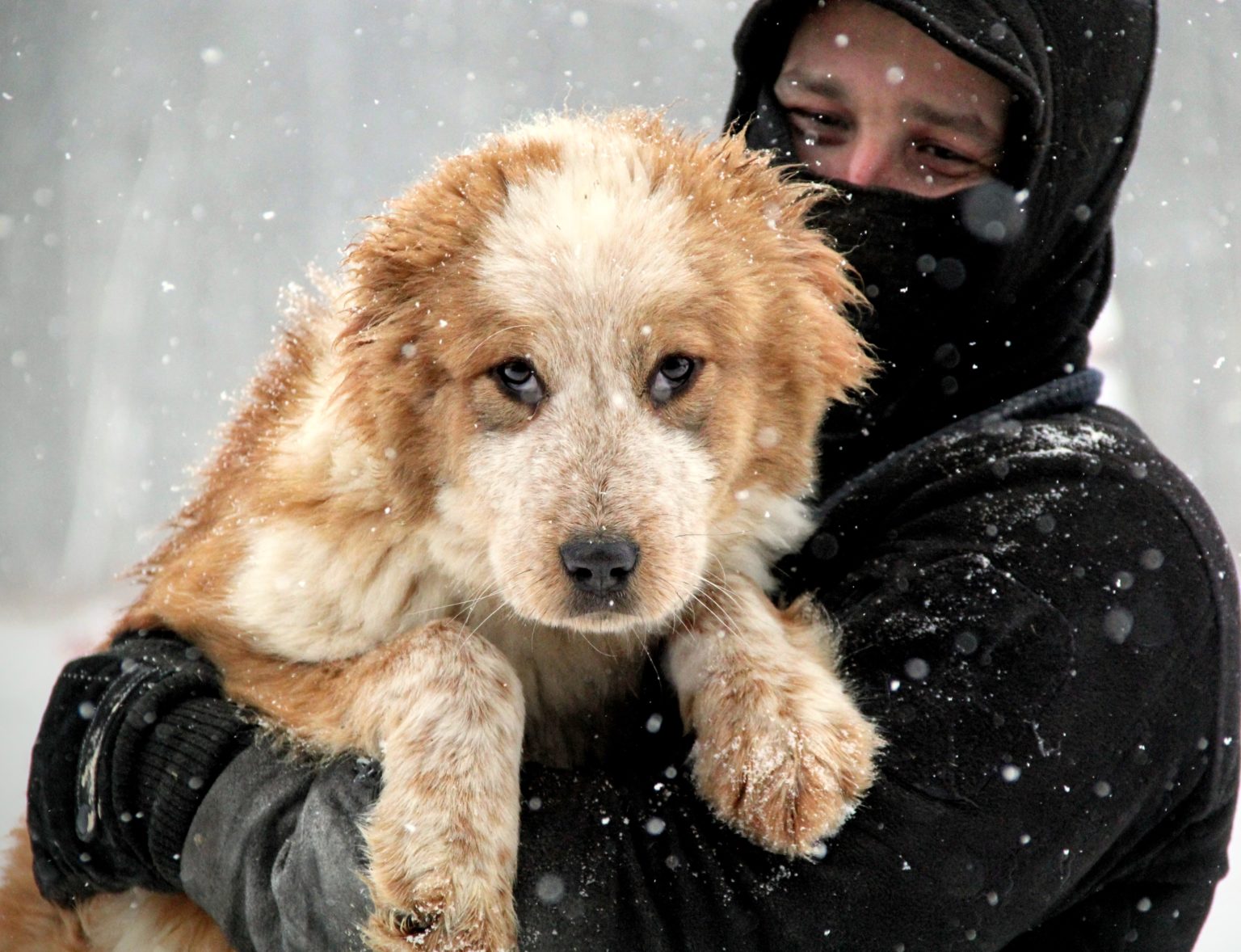 pitomnik-sobak-aladzha-gde-kupit-shchenka-alabaja