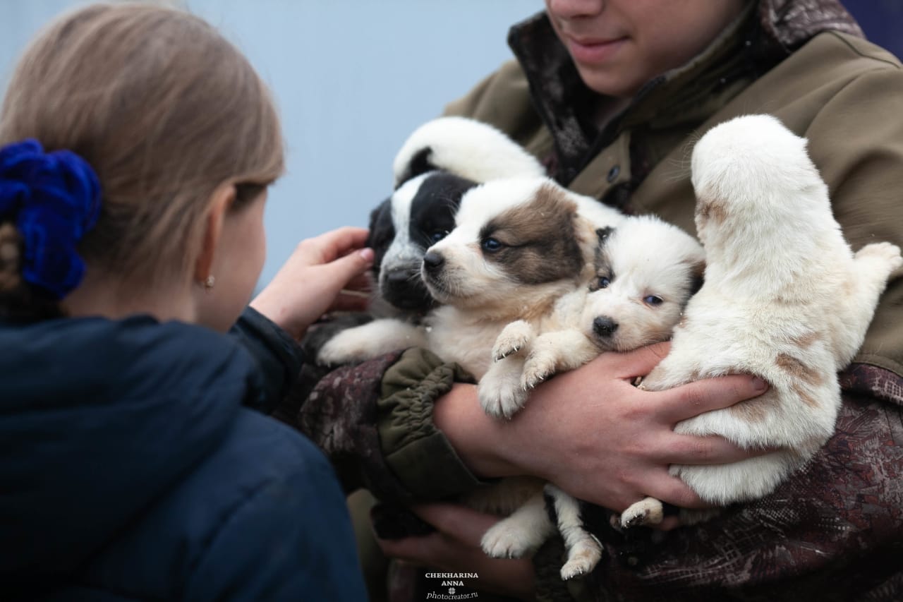 pitomnik-sobak-aladzha-kupit-shchenka-alabaja