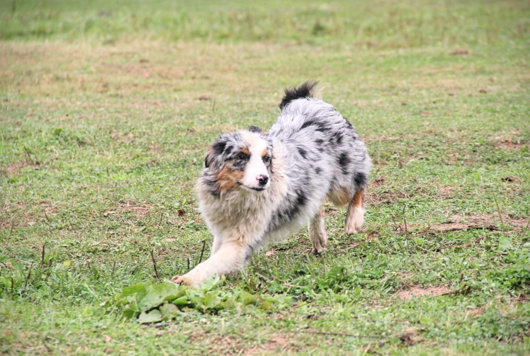 pitomnik-sobak-aladzha-kupit-shchenka-aussi