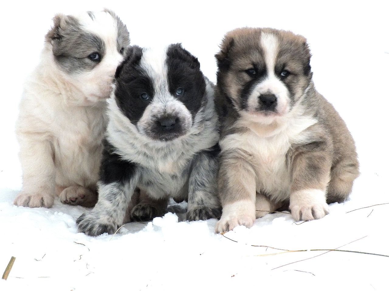 pitomnik-sobak-aladzha-prodazha-shchenka-alabaja