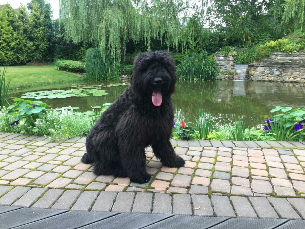 pitomnik-sobak-russkiy-chernyy-terer-kupit-shchenka