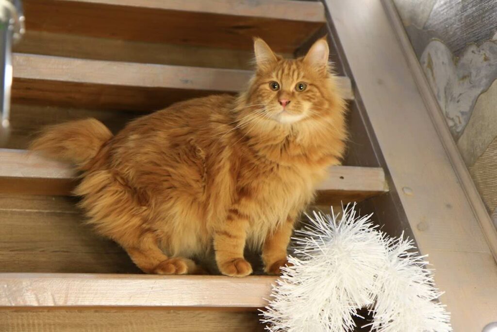 pitomnik-soya-untara-kurilskiy-bobteyl-kupit-koshku