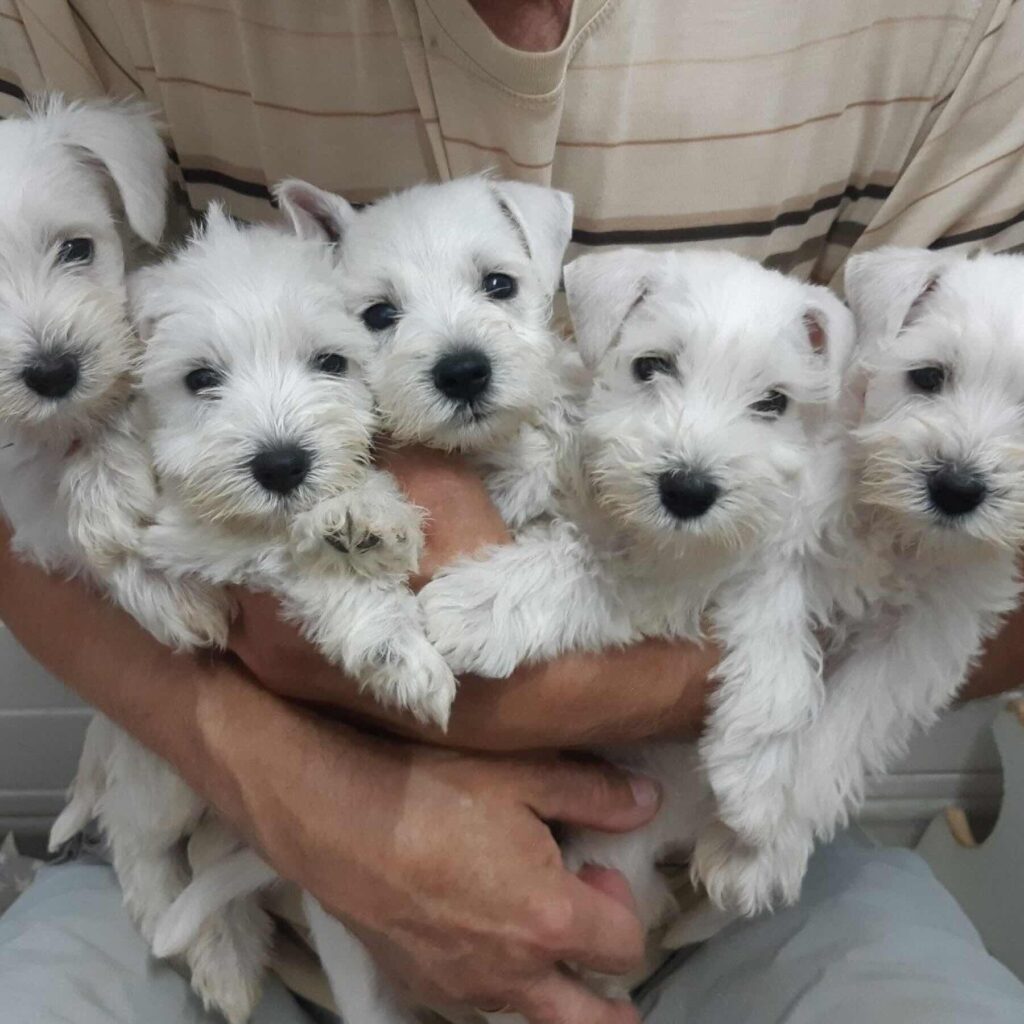 pitomnik-sozvezdie-germesa-tsvergshnautser-gde-kupit-shchenka