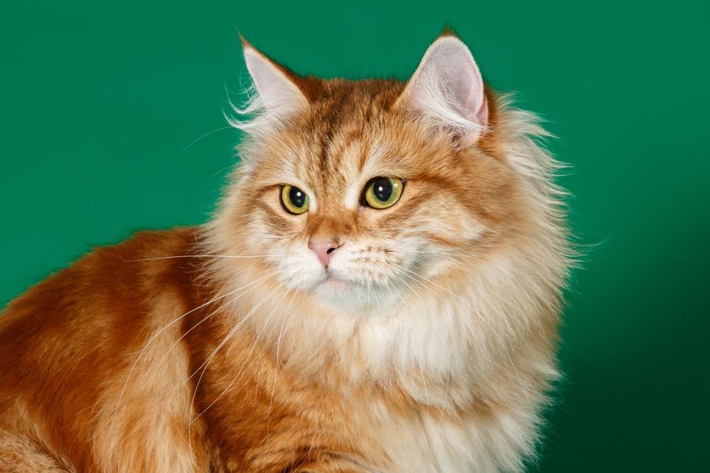 pitomnik-starsiberia-sibirskaja-koshka-prodazha-kotenka