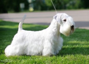 CREATOR: gd-jpeg v1.0 (using IJG JPEG v62), quality = 90