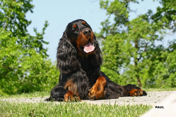 pitomnik-unitywils-shotlandskiy-setter-kupit-shchenka