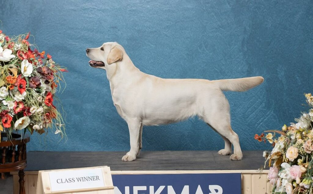 pitomnik-yankee-goodwill-labrador-kupit-shchenka-zena