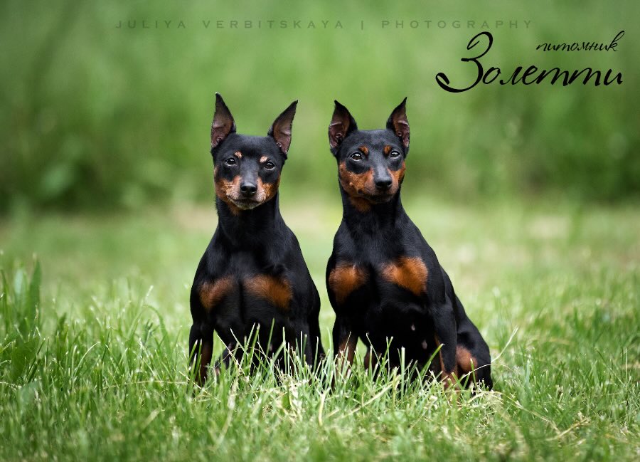 pitomnik-zoletti-tsvergpincher-kupit-sobaku