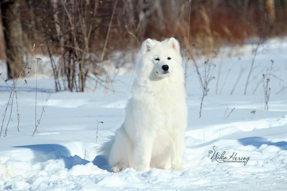 poligen-pitomnik-samoedskoj-sobaki-prodaga-shhenka