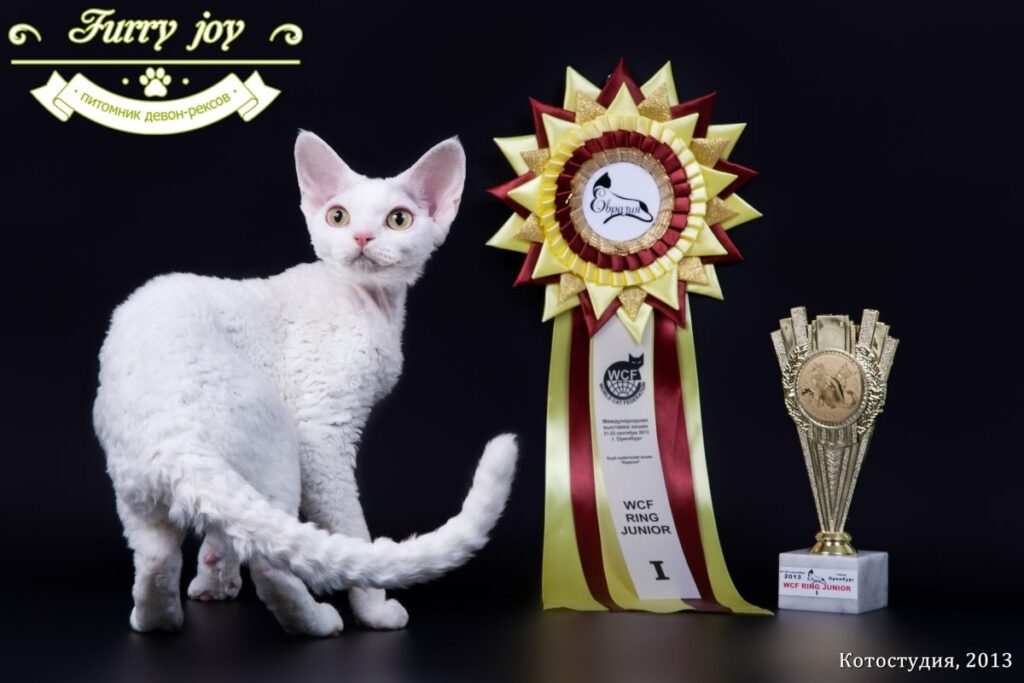 potimnik-furry-joi-regdoll-prodazha-kotenka