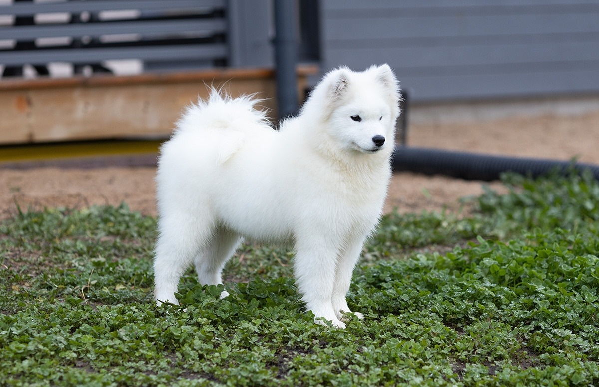 radost-gizni-pitomnik-samoedskih-sobak-kupit-shhenka