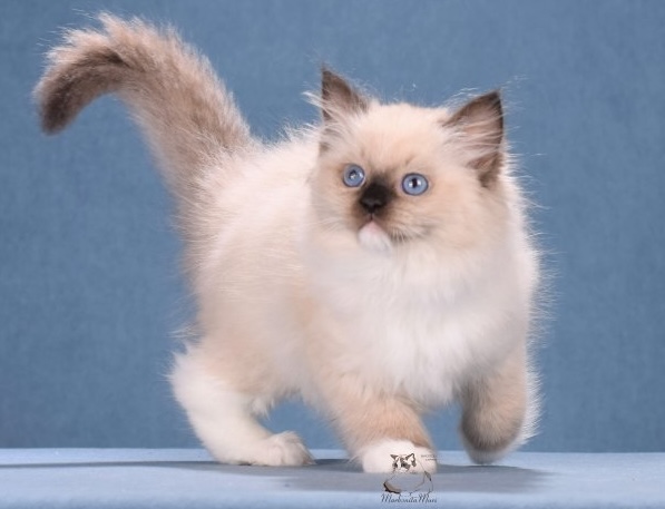 regdoll-prodazha-kotenka