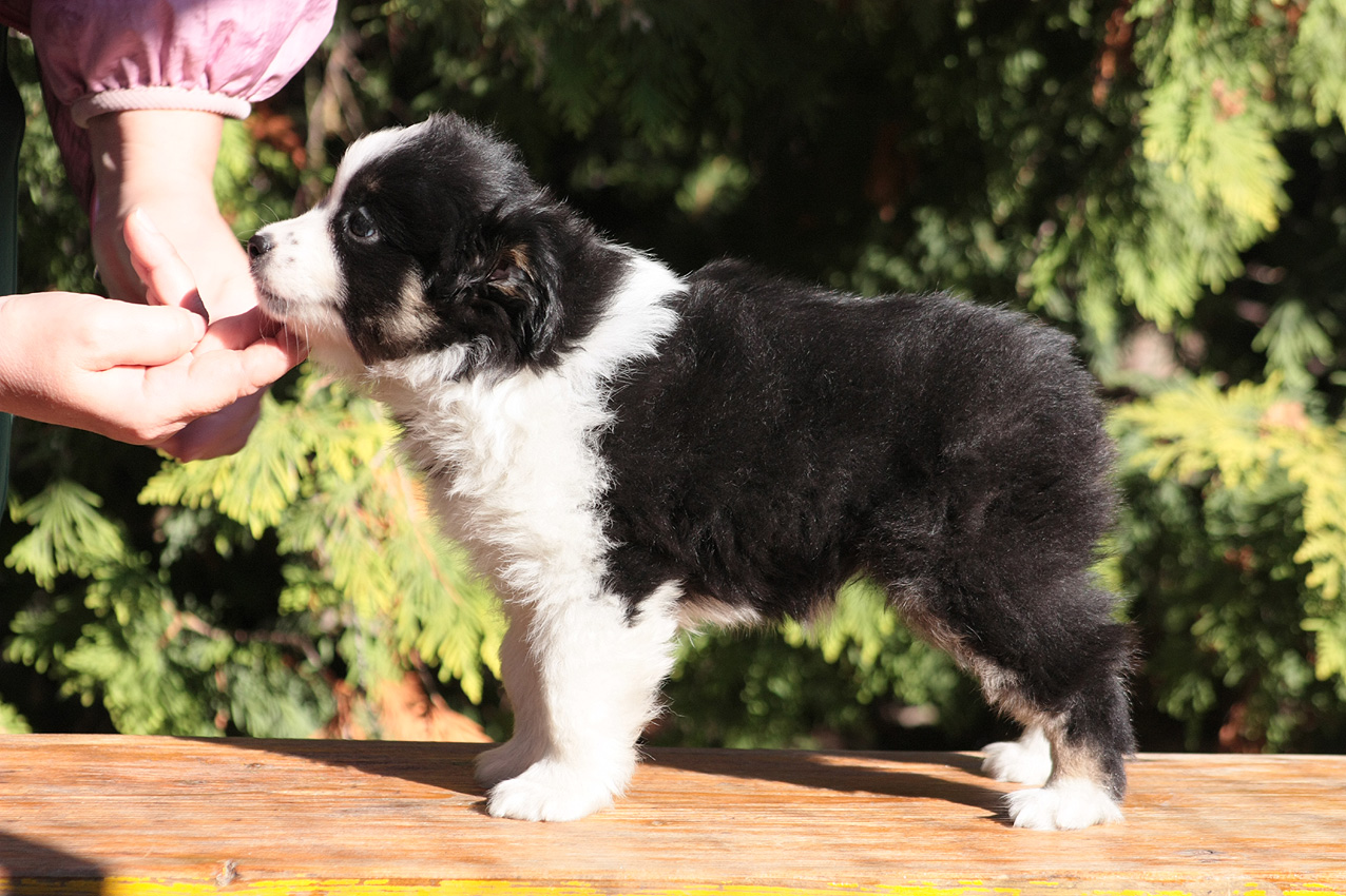 rus-marlins-pitomnik-shelti-prodaga-shhenka-1