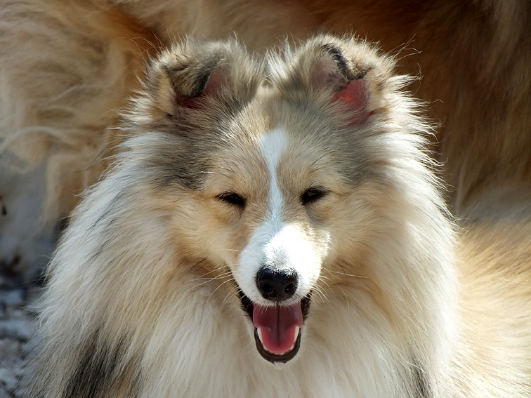 rus-marlins-pitomnik-shelti-prodaga-sobak