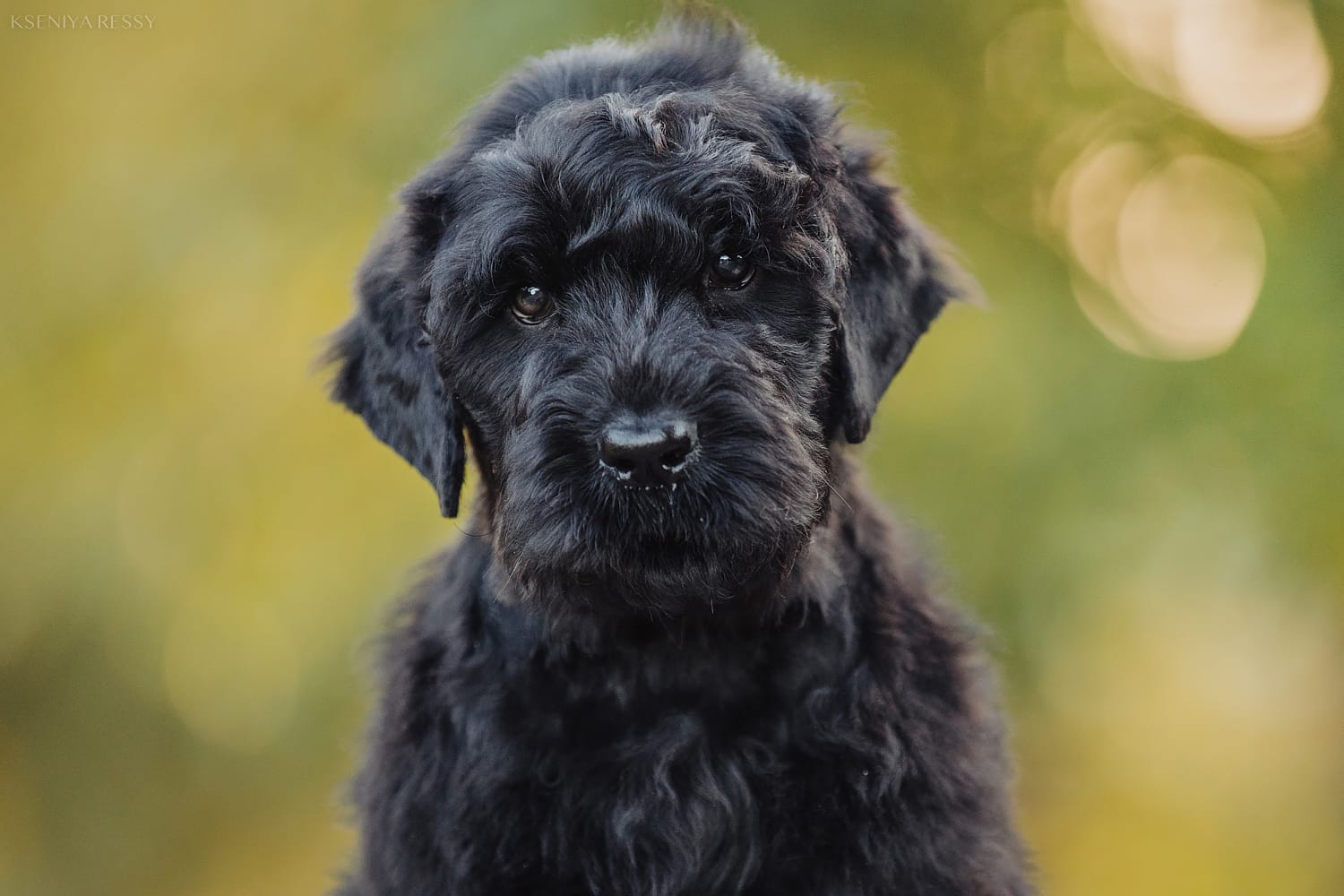 russkiy-chernyy-terer-prodazha-shchenka