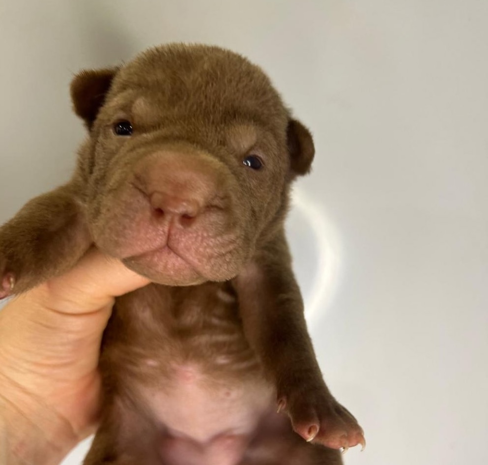 sharpei-kupit-shchenka-nedorogo