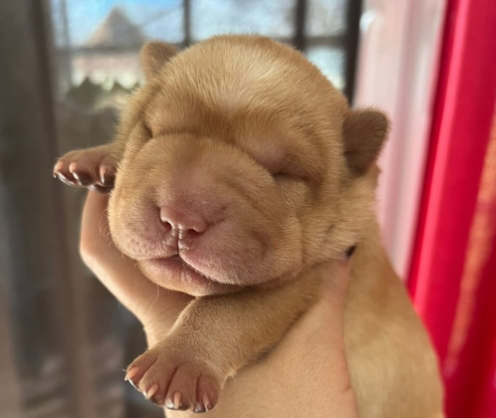 sharpei-kupit-shchenka