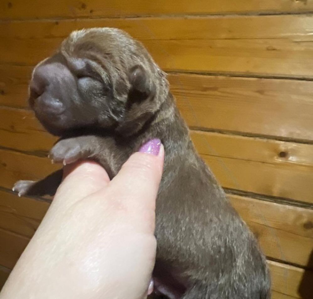 sharpei-prodazha-shchenka