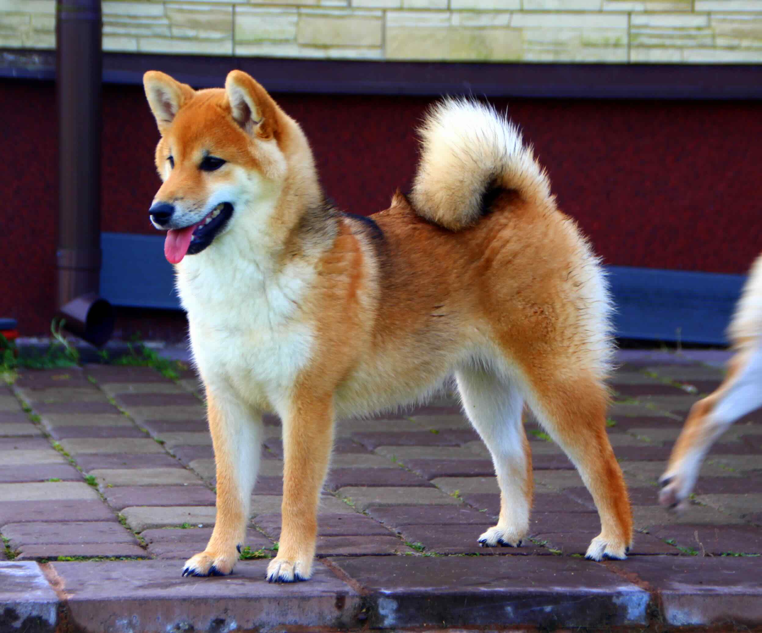 shiba-inu-kupit-shenka
