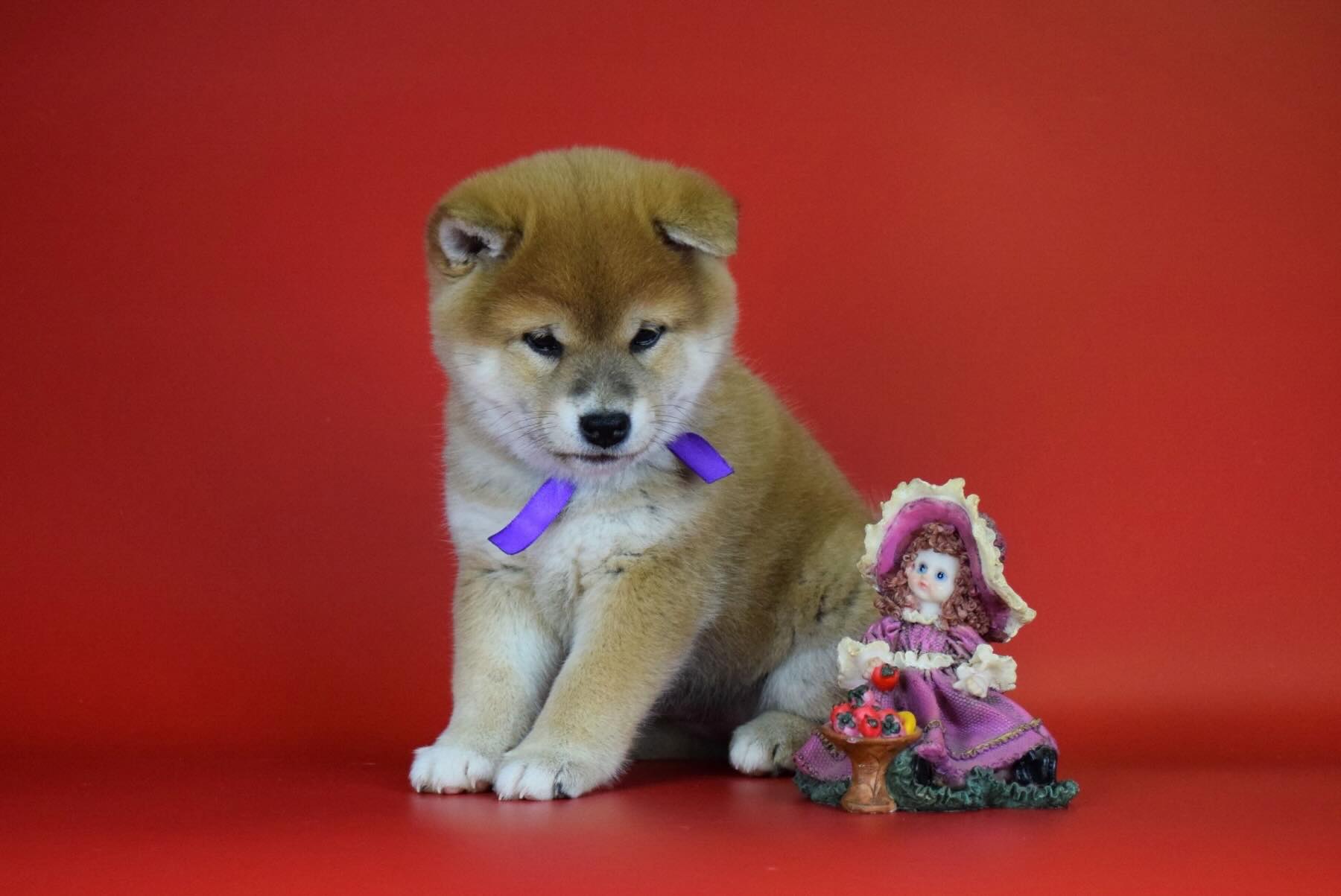 siba-inu-kupit-shchenka