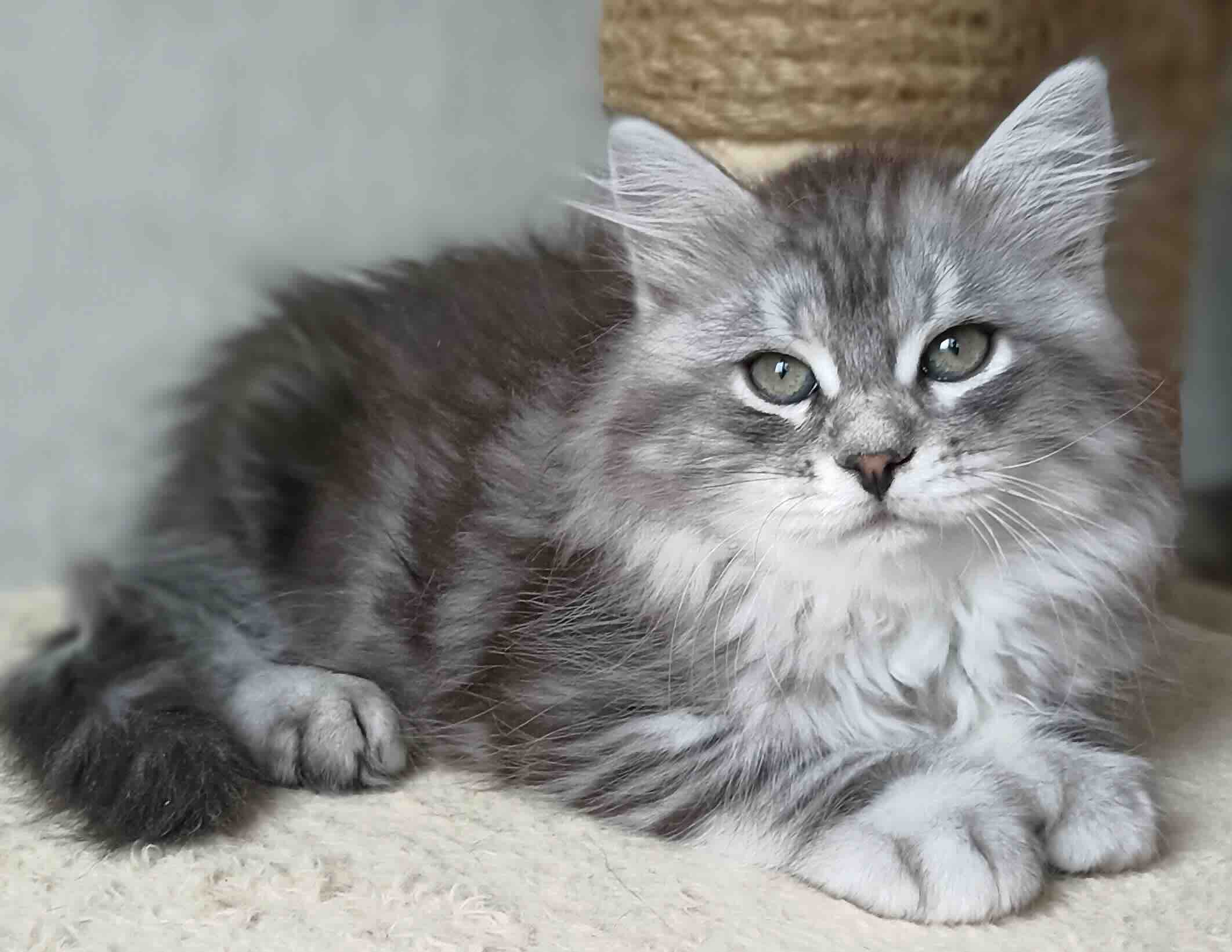 sibirskaja-koshka-kupit-kotenka