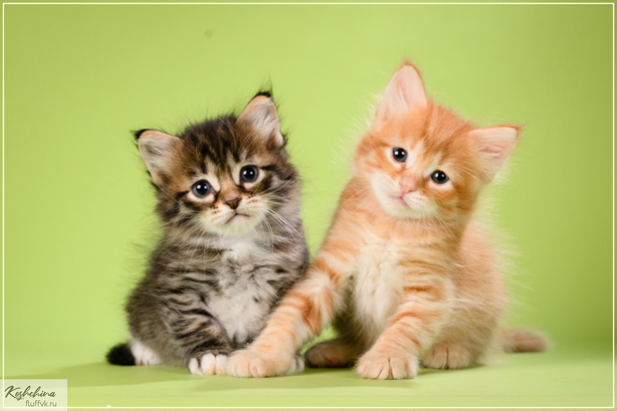 sibirskaya-koshka-kupit-kotenka-iz-pitomnika