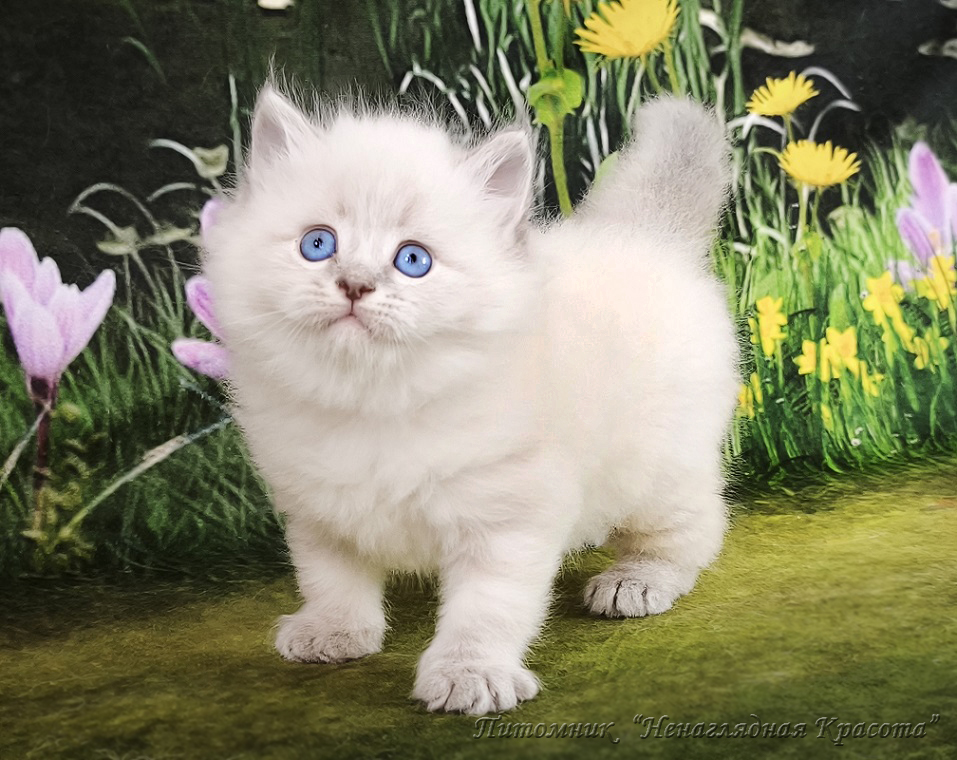 sibirskaya-koshka-kupit-kotenka