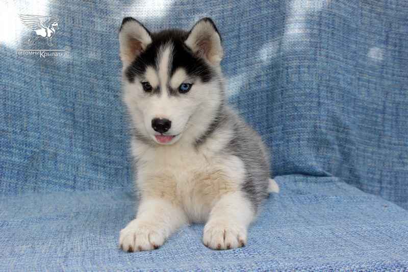 sibirskij-haski-kupit-porodistogo-shenka